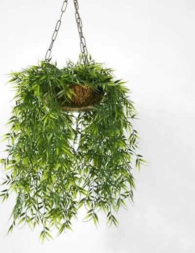 Hanging Plant