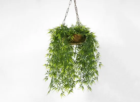 Plants