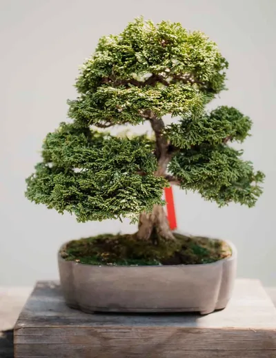 Bonsai Tree